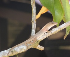 Anolis cupreus