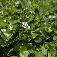 Sagittaria trifolia