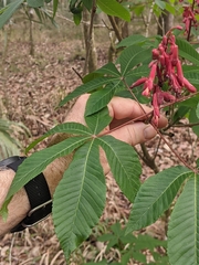Aesculus pavia