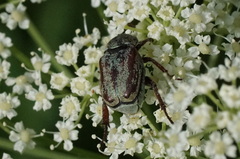 Hoplia argentea