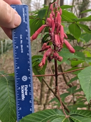 Aesculus pavia