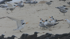 Thalasseus bengalensis