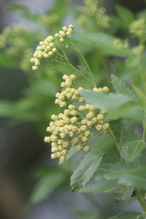Nidorella ivifolia