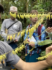 Pleurothallis restrepioides