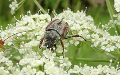 Hoplia argentea