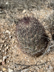 Echinomastus erectocentrus erectocentrus