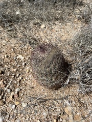 Echinomastus erectocentrus erectocentrus