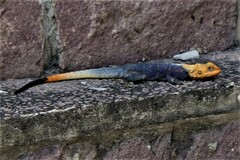 Agama agama