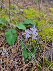 Orchis anatolica