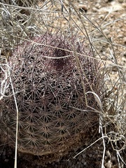 Echinomastus erectocentrus erectocentrus
