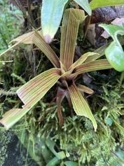 Guzmania monostachia