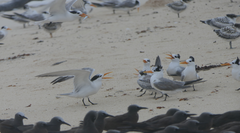 Thalasseus bengalensis