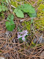 Orchis anatolica