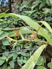 Brassia