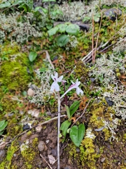 Orchis anatolica