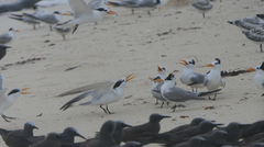 Thalasseus bengalensis