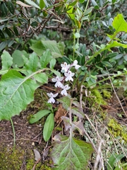 Orchis anatolica