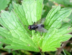 Mydaea nebulosa