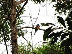 Trogon