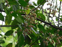 Pleuranthodendron lindenii
