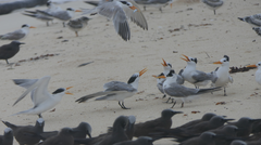 Thalasseus bengalensis