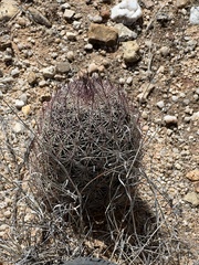 Echinomastus erectocentrus erectocentrus