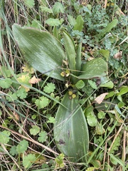 Himantoglossum robertianum
