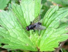 Mydaea nebulosa