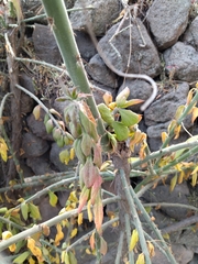 Pereskiopsis diguetii