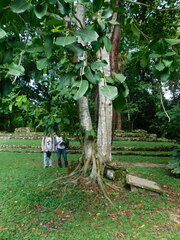 Ficus lapathifolia