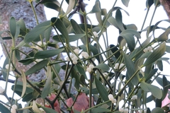 Viscum album