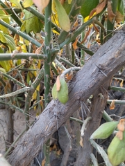 Pereskiopsis diguetii