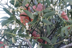 Viscum album