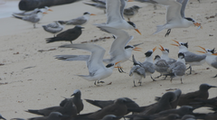 Thalasseus bengalensis