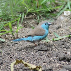 Uraeginthus angolensis