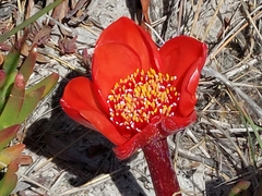 Haemanthus