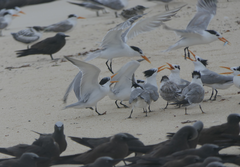 Thalasseus bengalensis