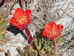 Haemanthus
