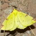 Brimstone Moth - Photo (c) Bernard DUPONT, some rights reserved (CC BY-NC-SA)