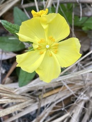 Crocanthemum carolinianum