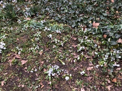 Puschkinia scilloides