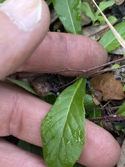 Crocanthemum carolinianum