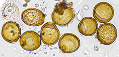 Puccinia