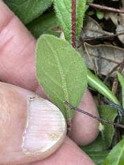 Crocanthemum carolinianum