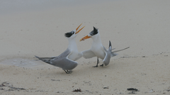 Thalasseus bengalensis