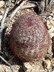 Echinomastus erectocentrus erectocentrus