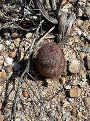 Echinomastus erectocentrus erectocentrus
