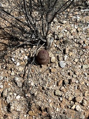 Echinomastus erectocentrus erectocentrus