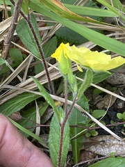 Crocanthemum carolinianum