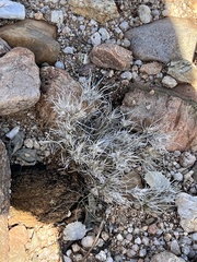 Dasyochloa pulchella